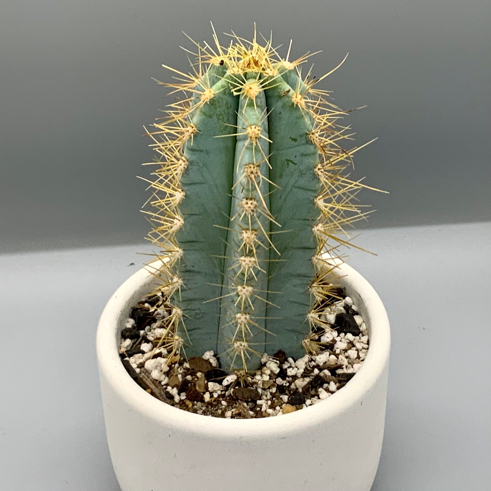 Blue Torch Cactus Blue Columnar Cactus Pilosocereus | Etsy
