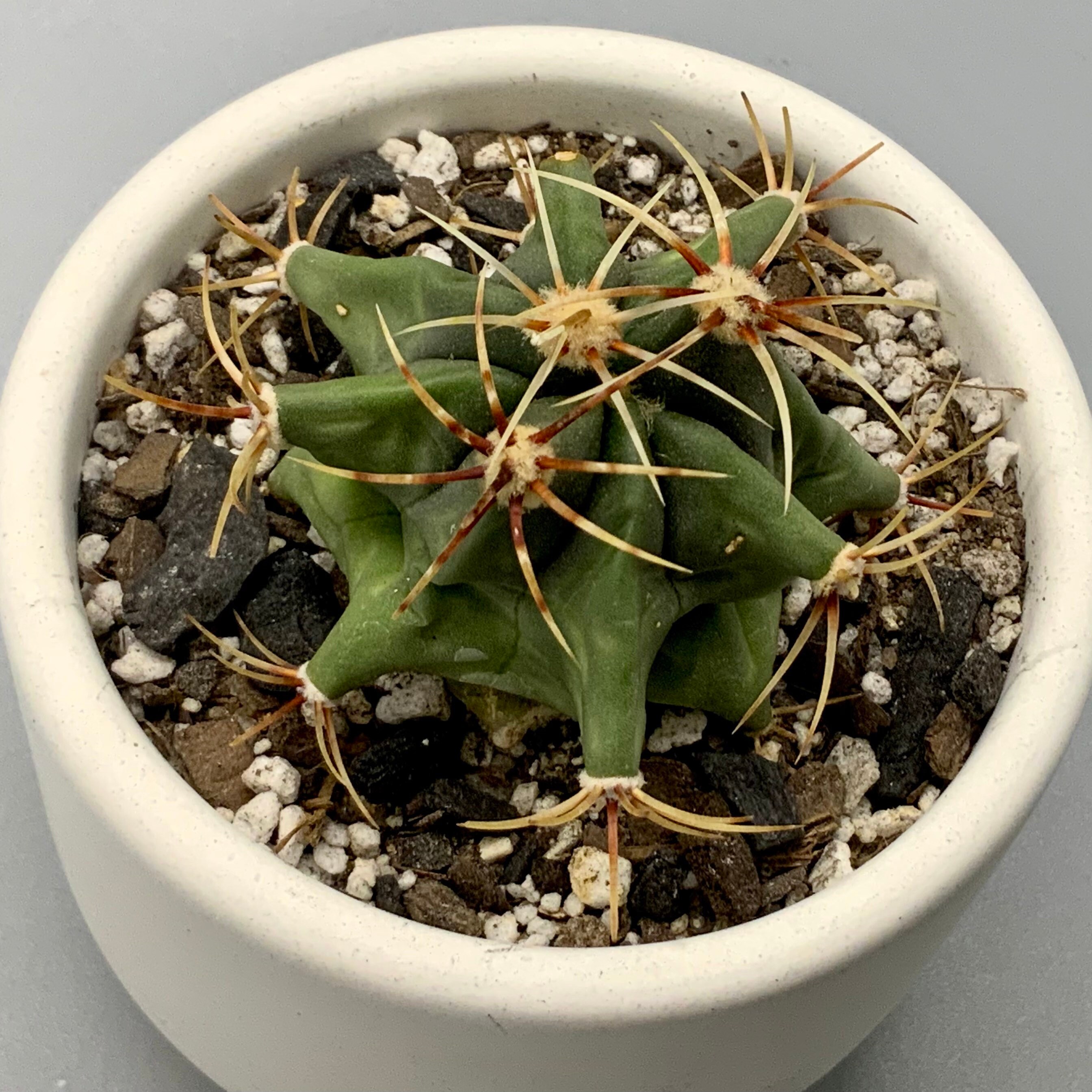 Ferocactus Histrix Cactus Live Cactus Plant House Plant Etsy