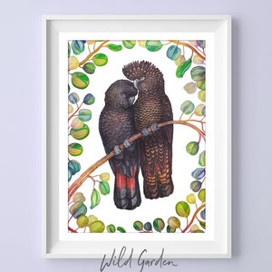 Red-tailed Black Cockatoo