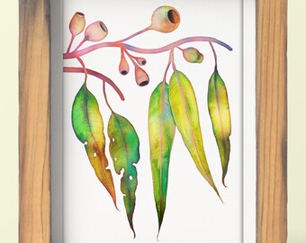 Gum Tree Watercolor Print: Eucalyptus Branch & Gumnuts