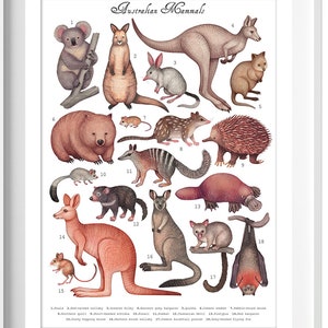 Australian Mammals collection - Art Print, Poster