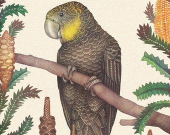 Glossy Black Cockatoo Native Australian Art Print