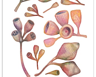 Australian Gumnuts Watercolor Art Print: Native Flora Wall Decor