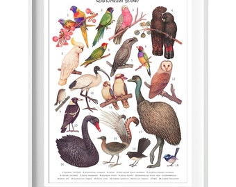 Australian Birds collection - Art Print, Poster