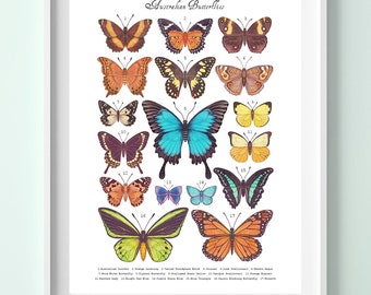 英) Butterflies of the Australian Region Butterflies of the Australian Region - BioQuipBugs