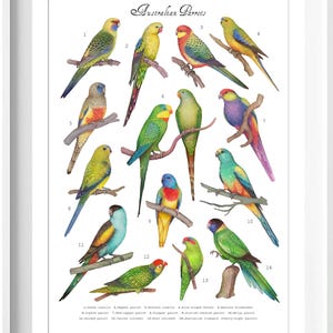 Australian Parrot Art Print: Native Aussie Birds Watercolor Illustration