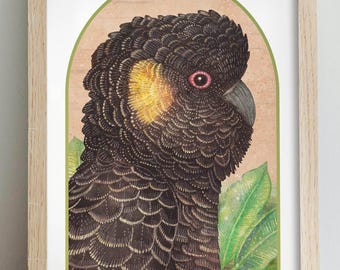 Yellow-tailed Black Cockatoo: Australian Bird Art Print
