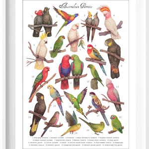 Australian Parrots Art Print: Australian Birds Poster