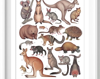 Australian Mammals Collection - Kunstdruck, Poster