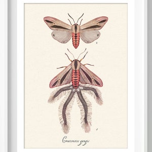 Creatonotos gangis moth - Art Print