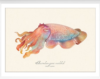 Giant Australian Cuttlefish, Giant Australian Cuttlefish Art Print, Giant Cuttlefish, Giant Cuttlefish Art