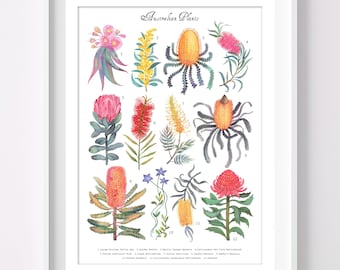 Australian Plants - Wall Decor, Art Print, Poster