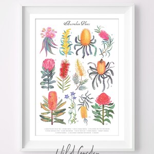 Australian Plants - Wall Decor, Art Print, Poster
