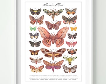 Australian Moths - Art Print, Poster, Wall Decor