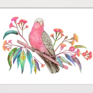 Galah, Galah Print, Australian Bird, Colorful Art, Botanical Wall Art, Vintage Bird Print, Bird Illustration, Wall Decor, Nature Wall Art