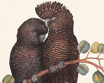Red-tailed Black Cockatoos, Nature Wall Art, Vintage Bird Print, Australian Cockatoo, Parrot Illustration, Jungle Decor, Nature Wall Art