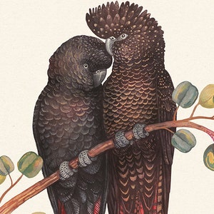 May include: A framed print of two Red-tailed Black Cockatoos on a branch with green and yellow leaves. The birds are black with red tail feathers. The print includes the text "Red-tailed Black cockatoo" and "Wild Garden".