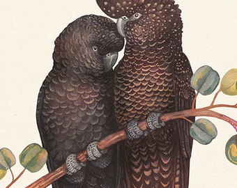 Red-Tailed Black Cockatoo Art Print: Australian Native Bird Watercolor