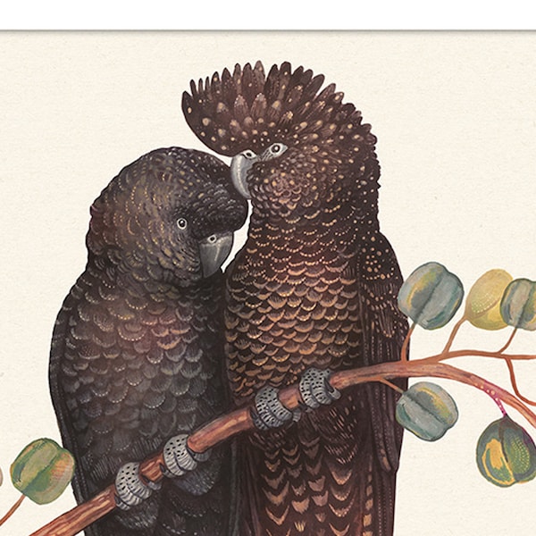 Red-Tailed Black Cockatoo Art Print: Australian Native Bird Watercolor