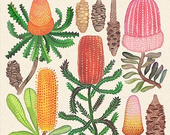 Banksias Collection I