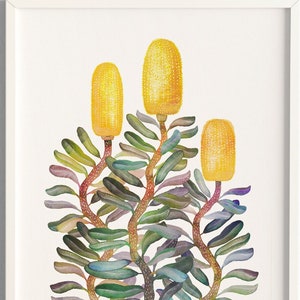 Coastal Banksia Art Print: Australian Native Flower, Signed