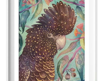 Red-Tailed Black Cockatoo Australian Bird Portrait Art Print