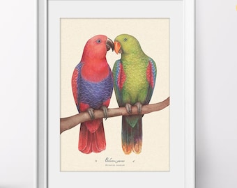 Eclectus Parrots, Eclectus Parrot Art, Papuan Eclectus, Nature Wall Art, Wall Decor, Botanical Wall Art, Vintage Bird Print, Parrot Art