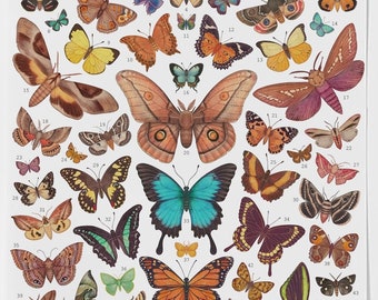 Australian Moths and Butterflies - Art Print, Poster, Wall Decor