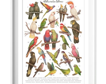 Australian Parrots collection - Art Print, Poster