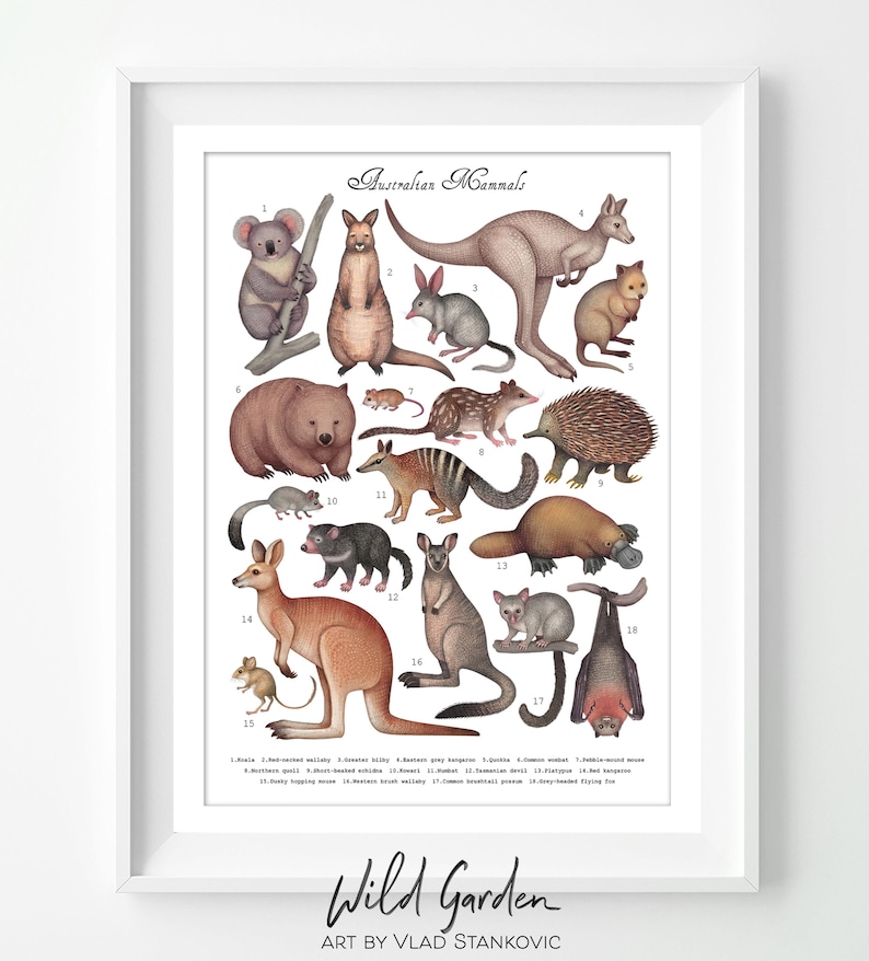 Australian Mammals Collection - Art Print, Poster - Etsy