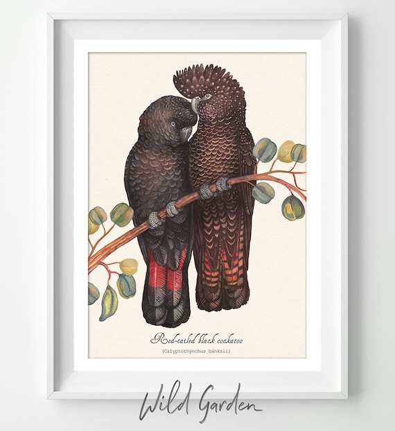 Red-Tailed Black Cockatoo Art Print: Australian Native Bird Watercolor