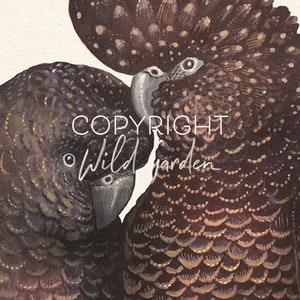 May include: Close-up of a watercolor painting featuring two black cockatoos. The birds have detailed feather patterns in shades of brown and gold. The text "COPYRIGHT Wild garden" is overlaid on the image.