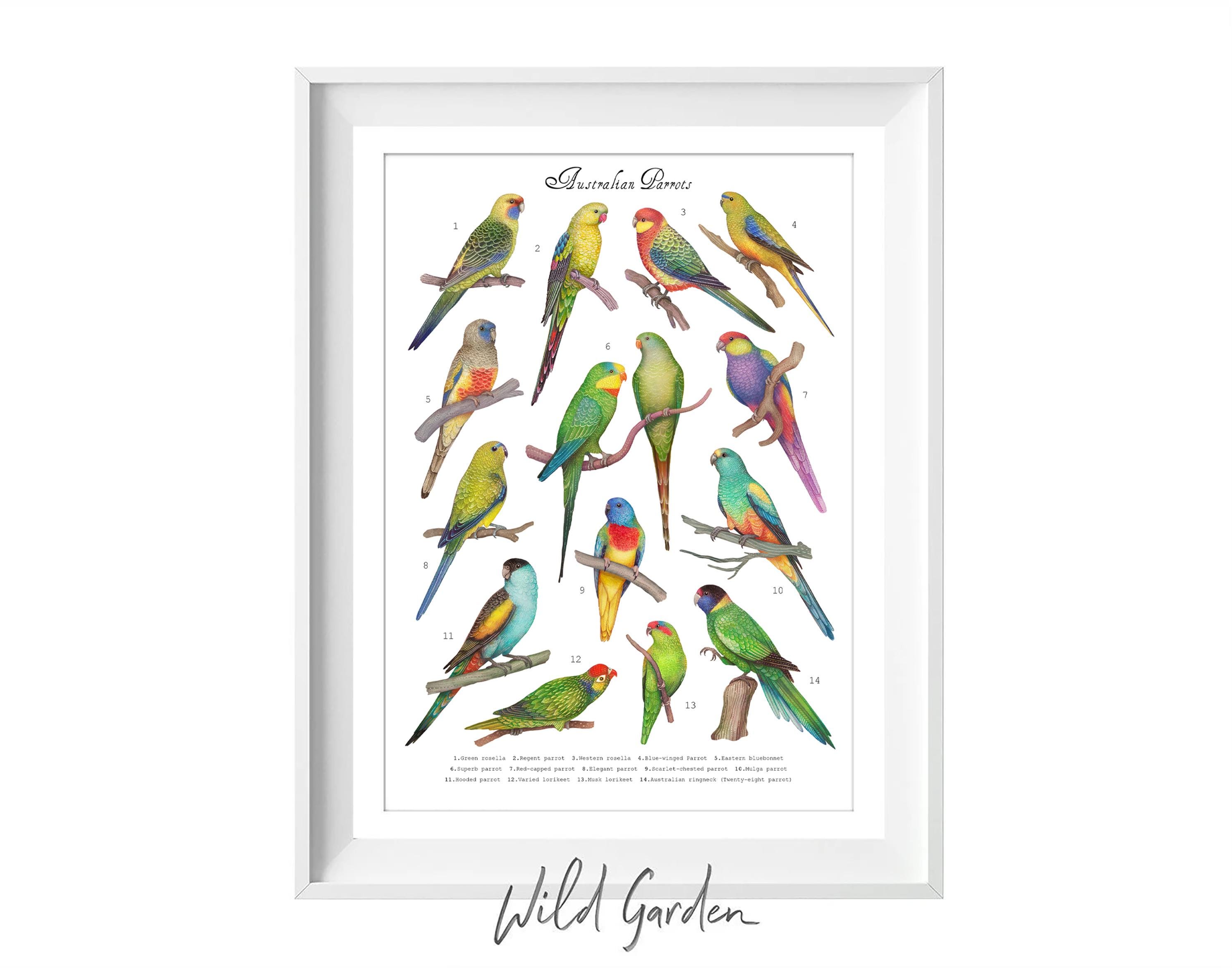 Australische papegaai kunstafdruk: inheemse Australische vogels aquarel illustratie