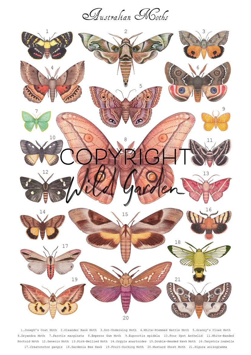 Australian Moths - Art Print, Poster, Wall Decor - Etsy Australia