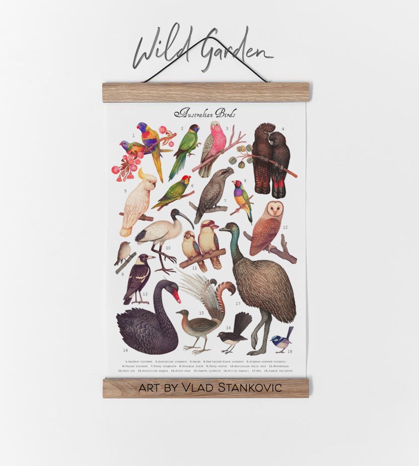 Australian Birds Collection - Art Print, Poster - Etsy