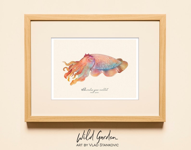 Giant Australian Cuttlefish Art Print: Watercolor Illustration - Etsy