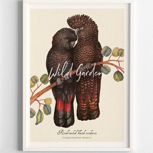 May include: A framed art print featuring two red-tailed black cockatoos perched on a branch with leaves. The birds are primarily black with red tail feathers. The text "Wild Garden" is written above the birds, and "Red-tailed black cockatoo" is written below.