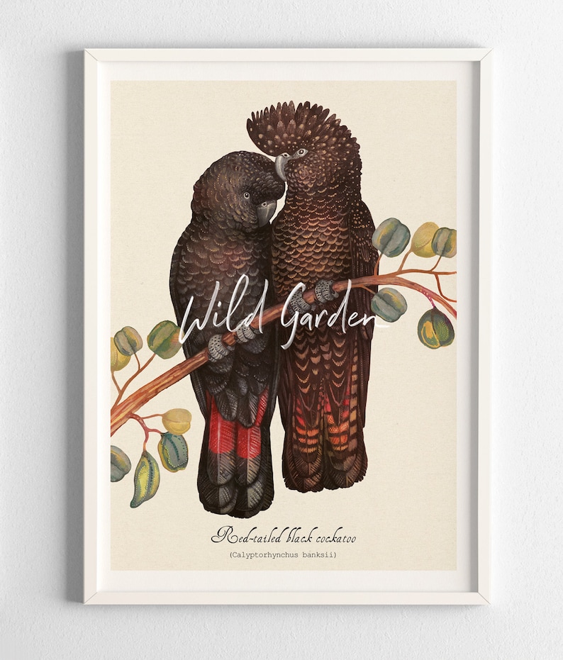 May include: A framed art print featuring two red-tailed black cockatoos perched on a branch with leaves. The birds are primarily black with red tail feathers. The text "Wild Garden" is written above the birds, and "Red-tailed black cockatoo" is written below.