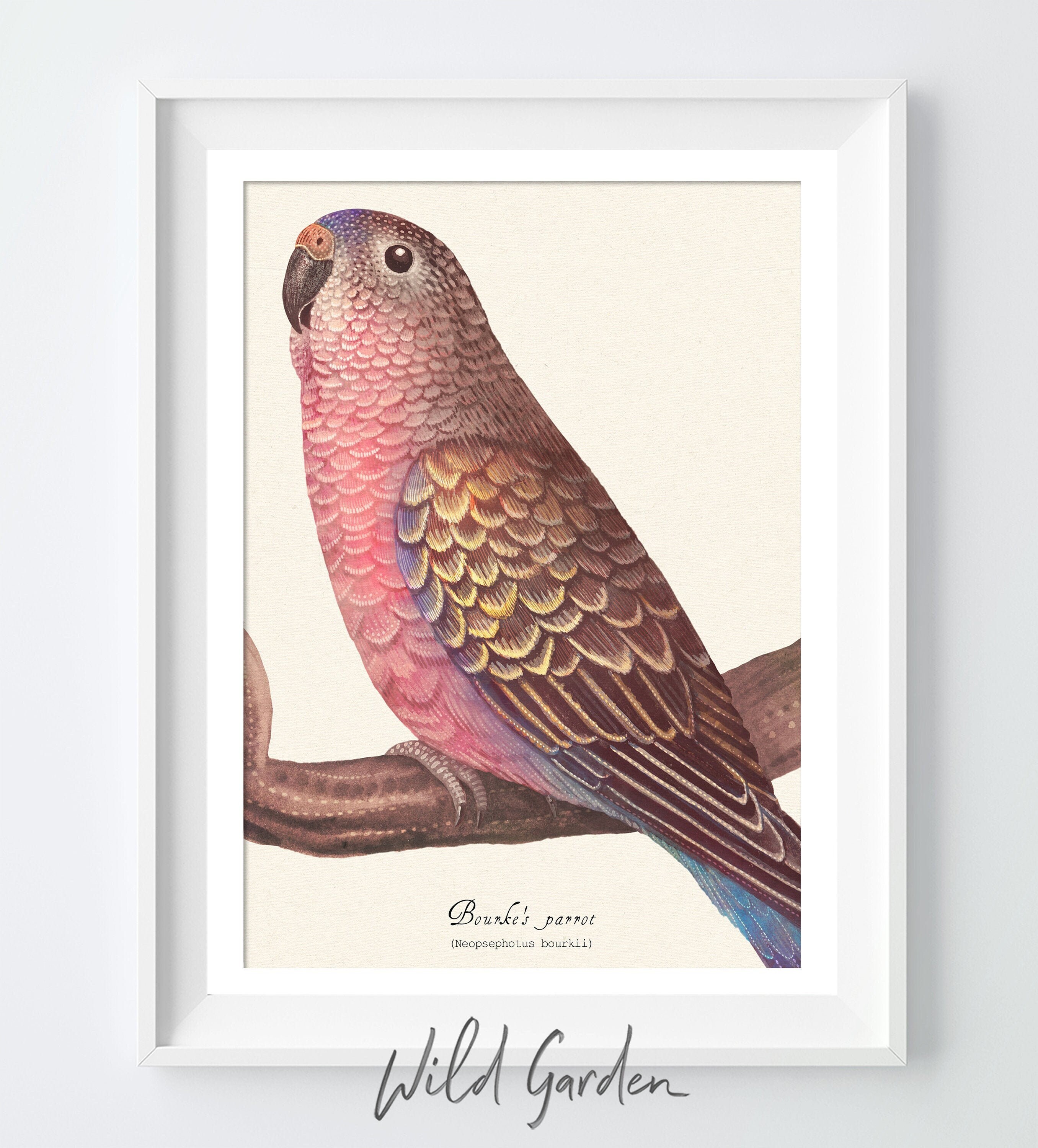 Bourke's parrot - Art Print, Artwork, Wall Decor