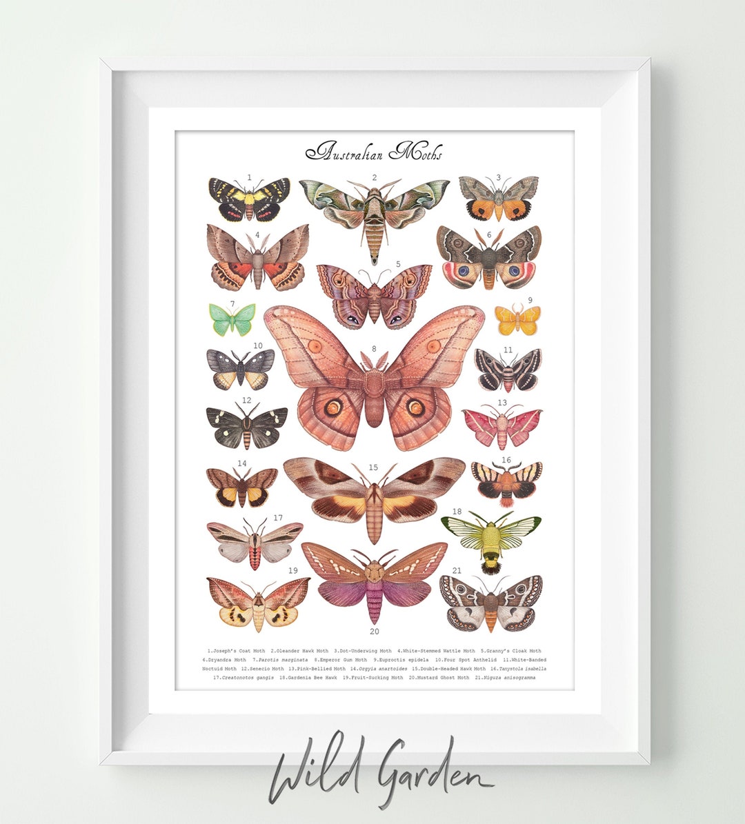 Australian Moths - Art Print, Poster, Wall Decor - Etsy Australia