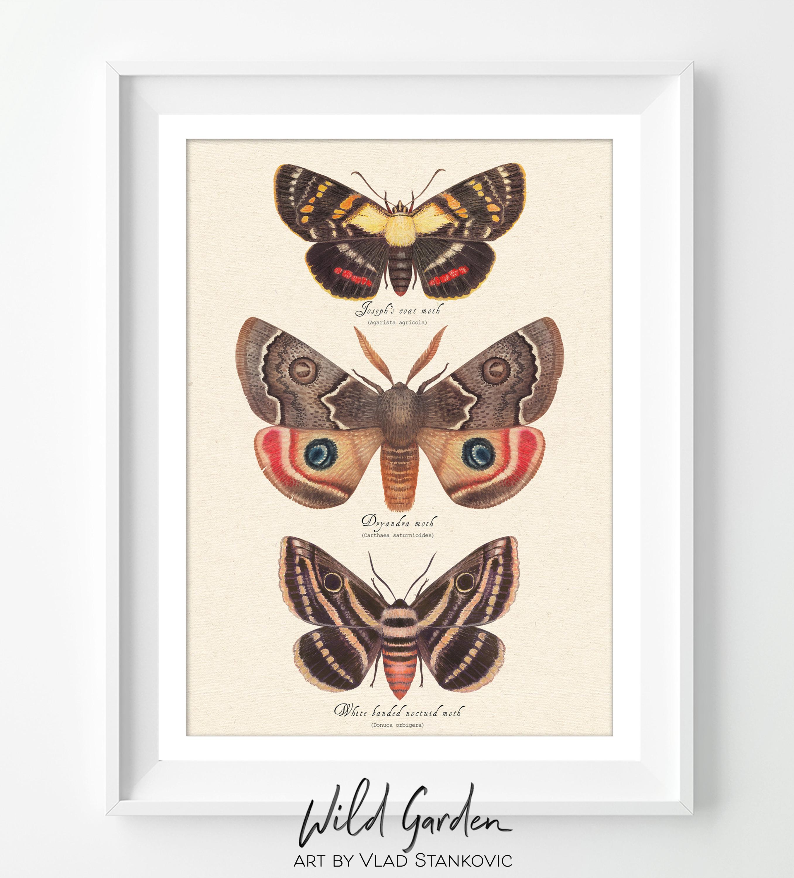 Australian Moths - Art Print, Wall Decor - Etsy