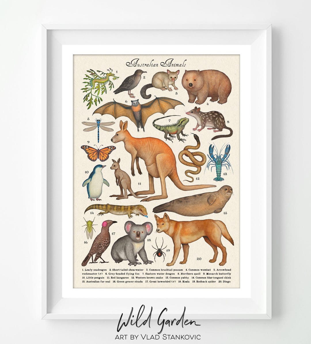 Australian Animals Collection - Native Species Art Print, Wall Decor ...