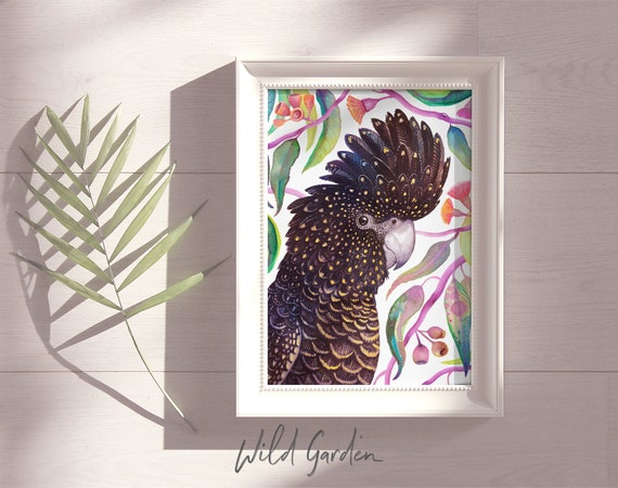 Red-Tailed Black Cockatoo Art Print: Australian Native Bird Art