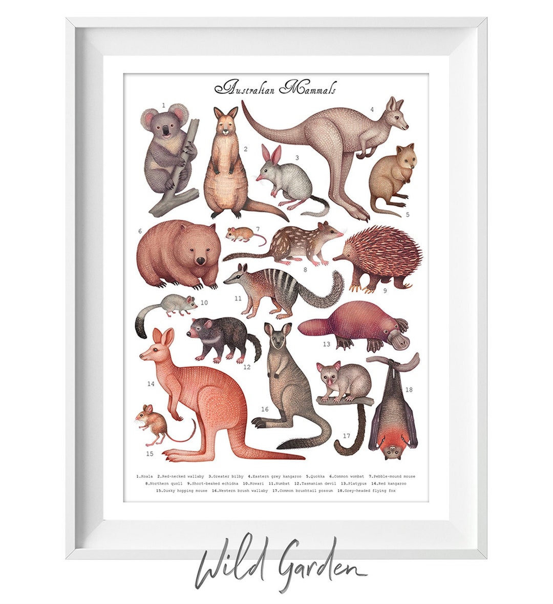 Vertebrate Groups