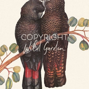 May include: Watercolor illustration of two Red-tailed Black Cockatoos perched on a branch with eucalyptus leaves. The birds are primarily black with red tail feathers. The image includes the text "COPYRIGHT Wild Garden" and "Red-tailed black cockatoo (Calyptorhynchus banksii)".