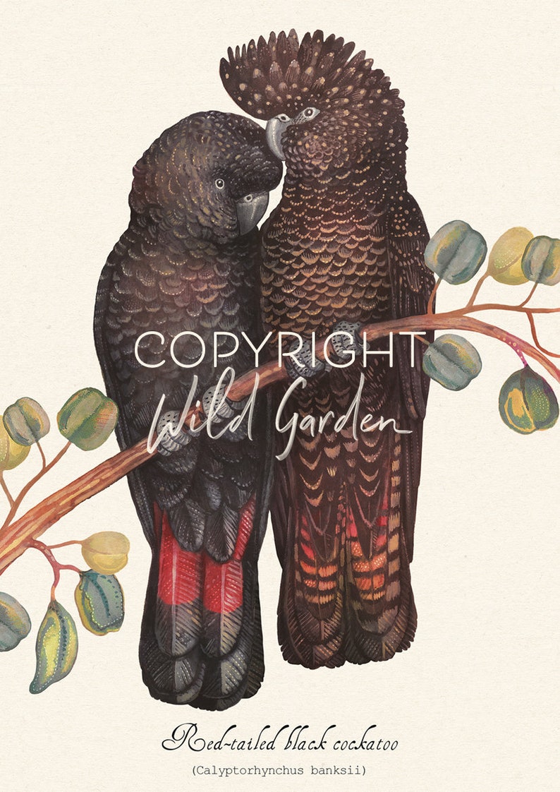 May include: Watercolor illustration of two Red-tailed Black Cockatoos perched on a branch with eucalyptus leaves. The birds are primarily black with red tail feathers. The image includes the text "COPYRIGHT Wild Garden" and "Red-tailed black cockatoo (Calyptorhynchus banksii)".