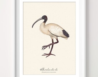 Australischer Ibis Kunstdruck: Australischer Vogel Illustration