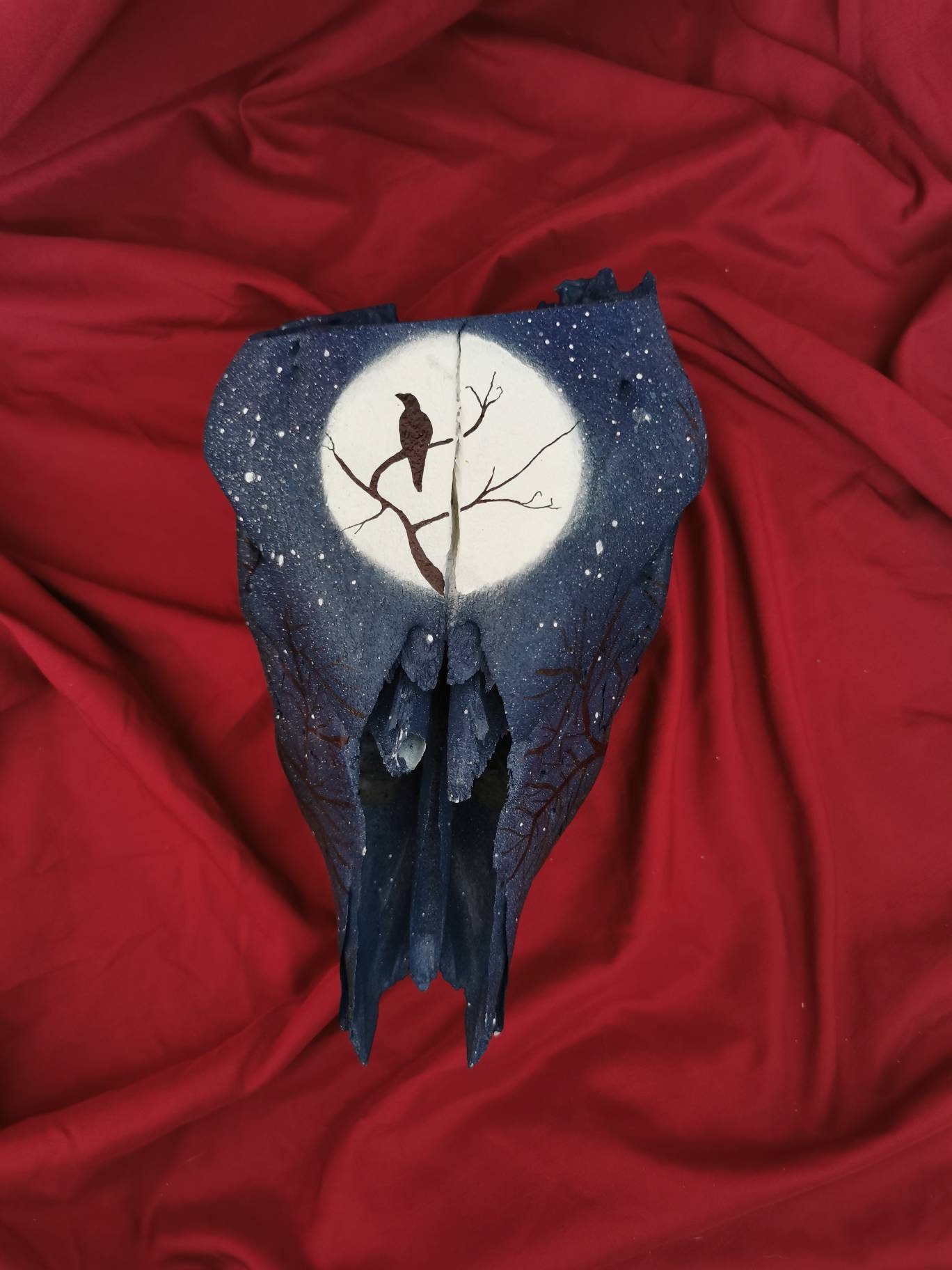 Crâne de Veau - Skull Calf