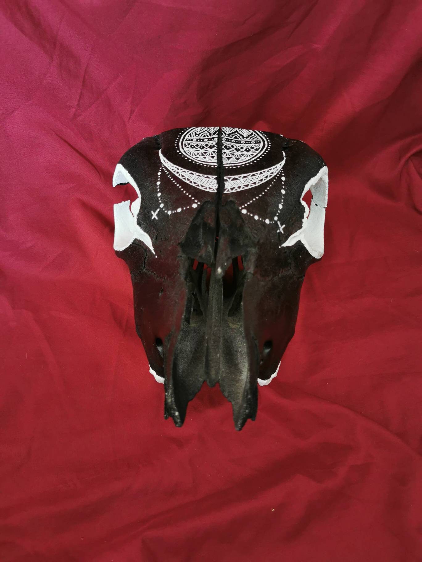 Crâne Veau - Skull Calf Witch