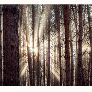 10 postales "Bosque y árboles" en un set o individualmente